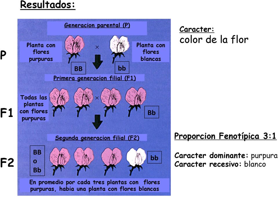 Segunda generacion filial (F2) Proporcion Fenotípica 3:1 F2 BB o Bb bb Caracter dominante: purpura