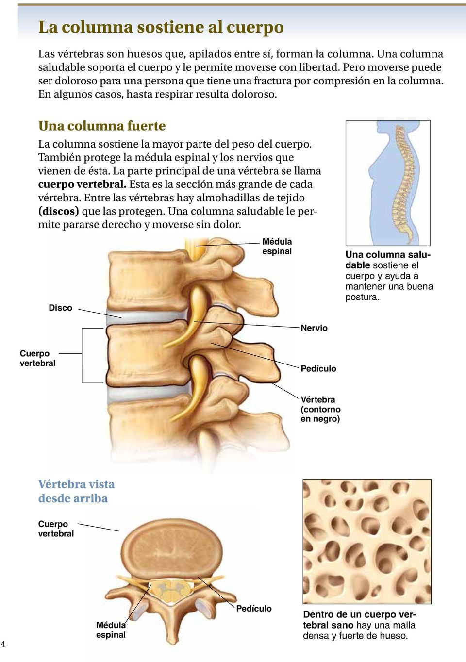 Una columna fuerte La columna sostiene la mayor parte del peso del cuerpo. También protege la médula espinal y los nervios que vienen de ésta.