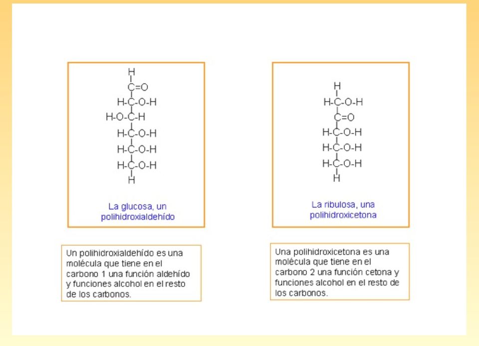 átomos de carbono: Triosa: C=3 Tetrosa: C=4 Pentosa: C=5 Hexosa: C=6