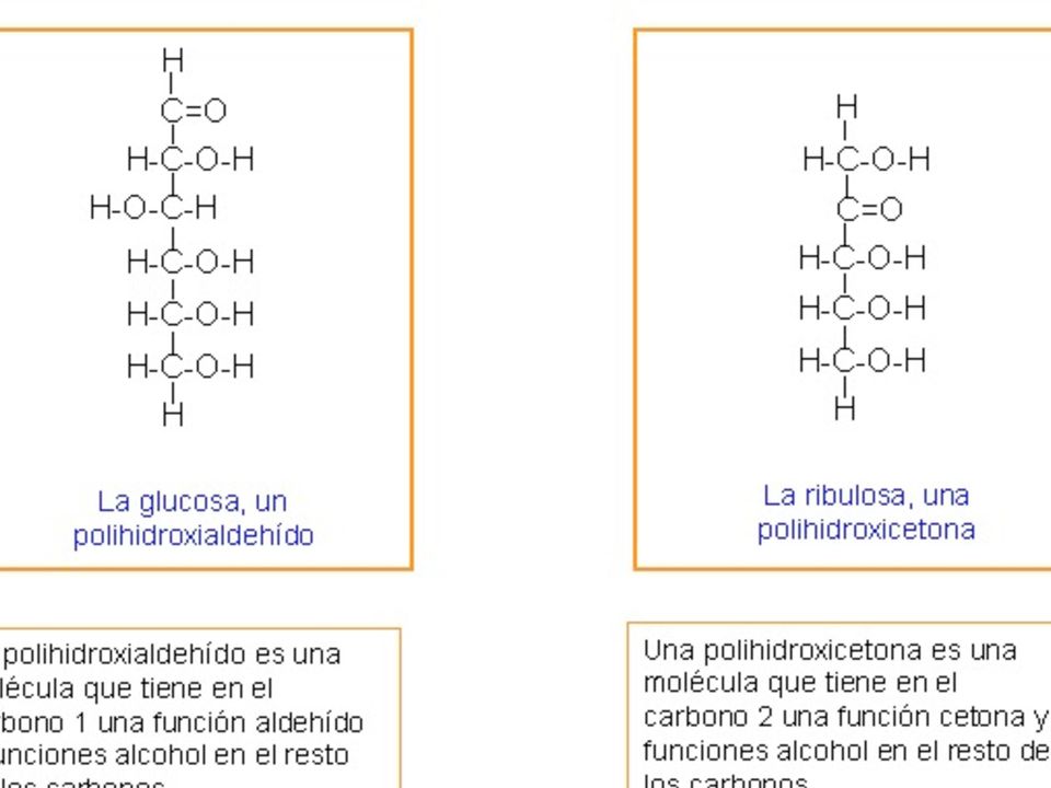 átomos de carbono: Triosa: C=3 Tetrosa: C=4 Pentosa: C=5 Hexosa: C=6