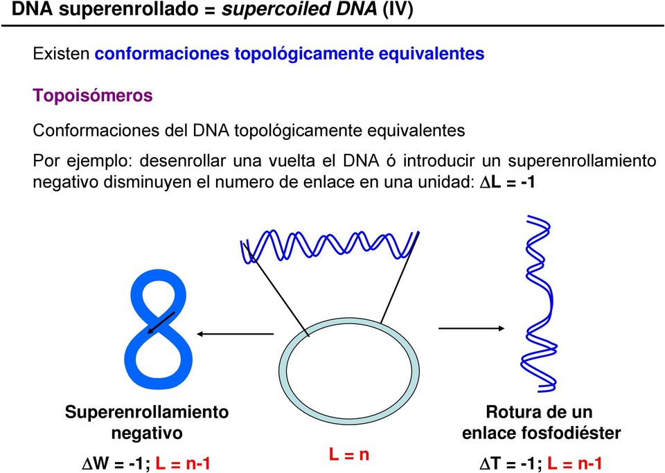 vuelta el DNA ó introducir un superenrollamiento negativo disminuyen el numero de enlace en una