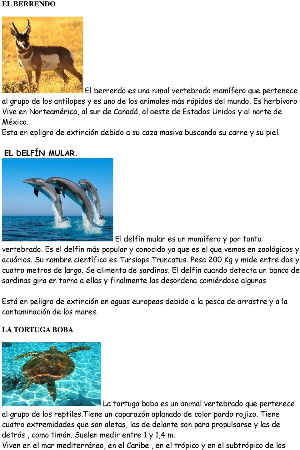 El delfín mular es un mamífero y por tanto vertebrado. Es el delfín más popular y conocido ya que es el que vemos en zoológicos y acuários. Su nombre científico es Tursiops Truncatus.