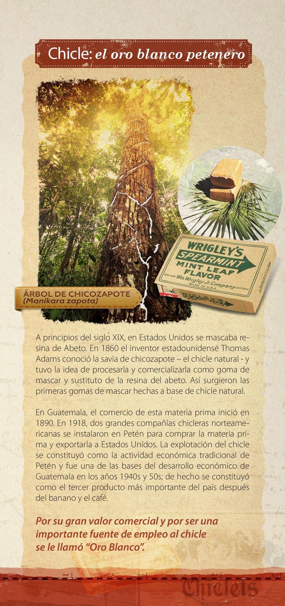abeto. Así surgieron las primeras gomas de mascar hechas a base de chicle natural. En Guatemala, el comercio de esta materia prima inició en 1890.