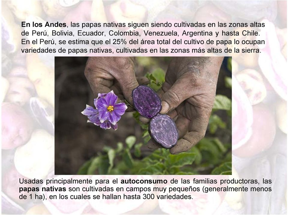En el Perú, se estima que el 25% del área total del cultivo de papa lo ocupan variedades de papas nativas, cultivadas en las