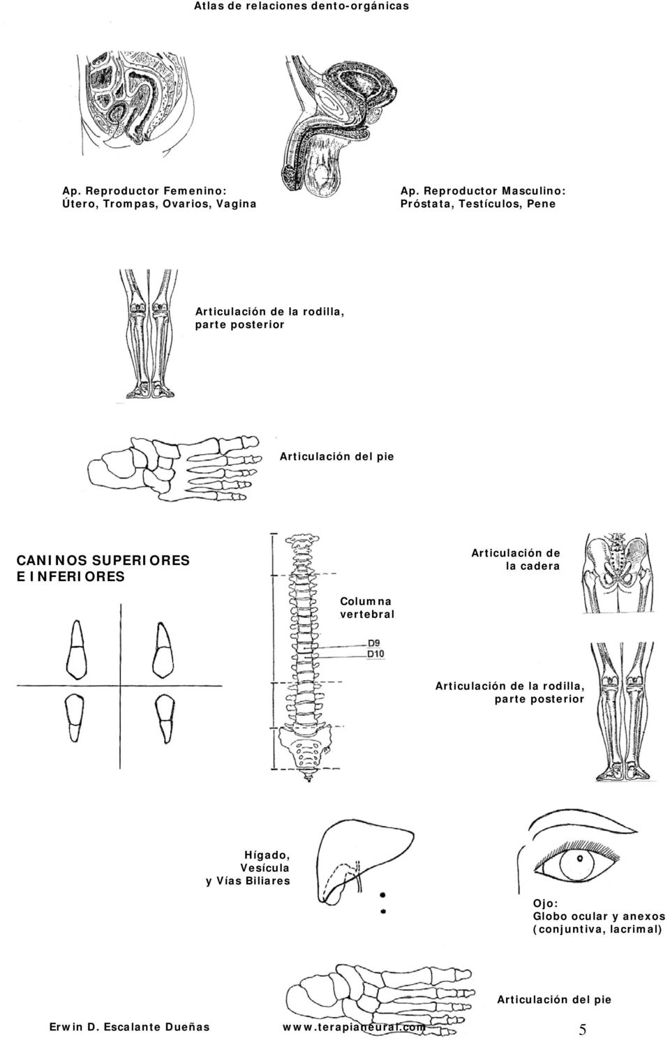 del pie CANINOS SUPERIORES E INFERIORES Articulación de la cadera Articulación de la rodilla, parte