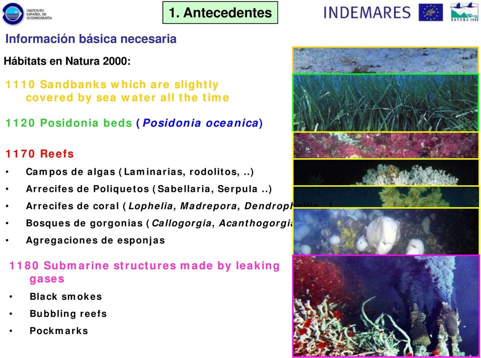 1170 Reefs Campos de algas (Laminarias, rodolitos,..) Arrecifes de Poliquetos (Sabellaria, Serpula.