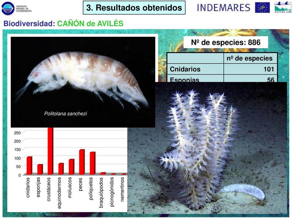 sanchezi 7% 300 250 200 150 100 50 0 cnidarios esponjas crustáceos equinodermos moluscos peces poliquetos braquiópodos