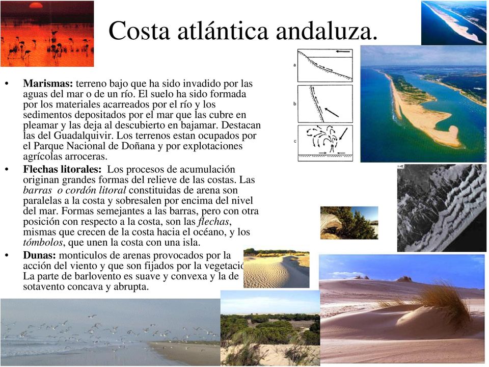 Los terrenos estan ocupados por el Parque Nacional de Doñana y por explotaciones agrícolas arroceras. Flechas litorales: Los procesos de acumulación originan grandes formas del relieve de las costas.