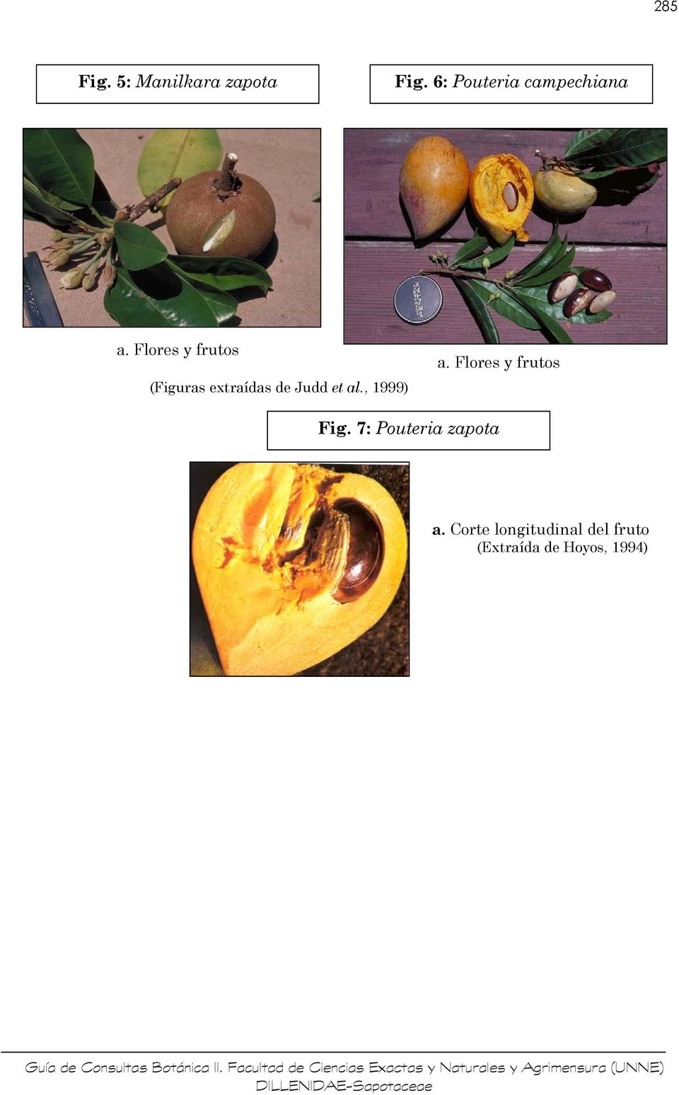 Flores y frutos (Figuras extraídas de Judd et al.