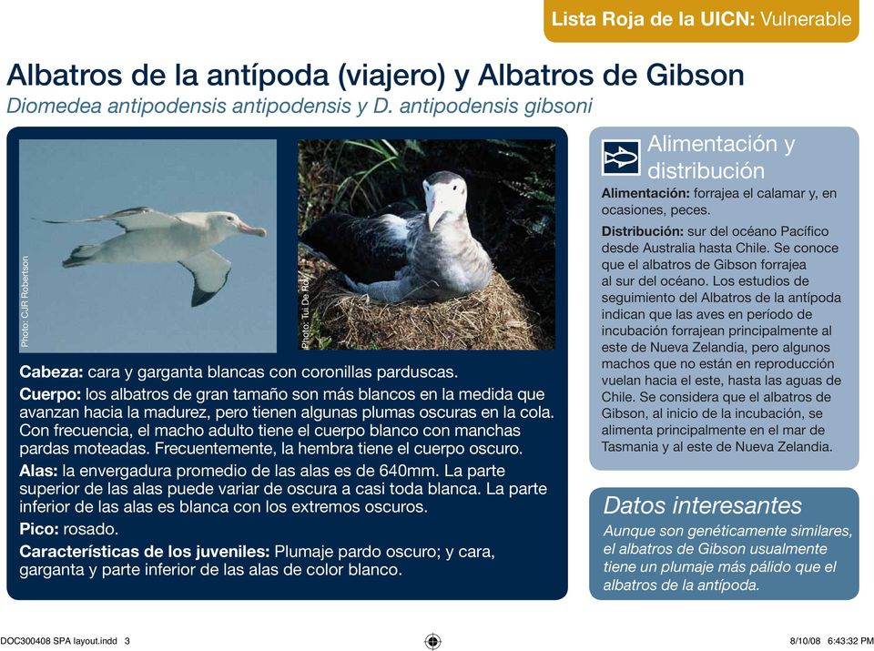 Cuerpo: los albatros de gran tamaño son más blancos en la medida que avanzan hacia la madurez, pero tienen algunas plumas oscuras en la cola.
