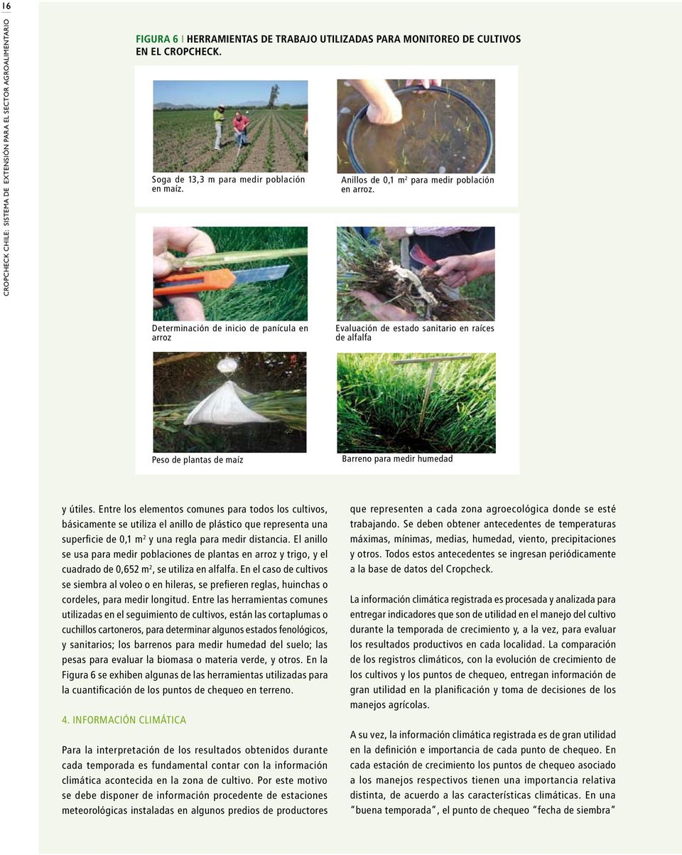 Determinación de inicio de panícula en arroz Evaluación de estado sanitario en raíces de alfalfa Peso de plantas de maíz Barreno para medir humedad y útiles.