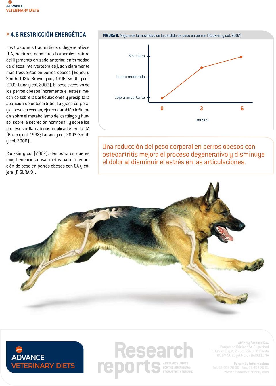 El peso excesivo de los perros obesos incrementa el estrés mecánico sobre las articulaciones y precipita la aparición de osteoartritis.