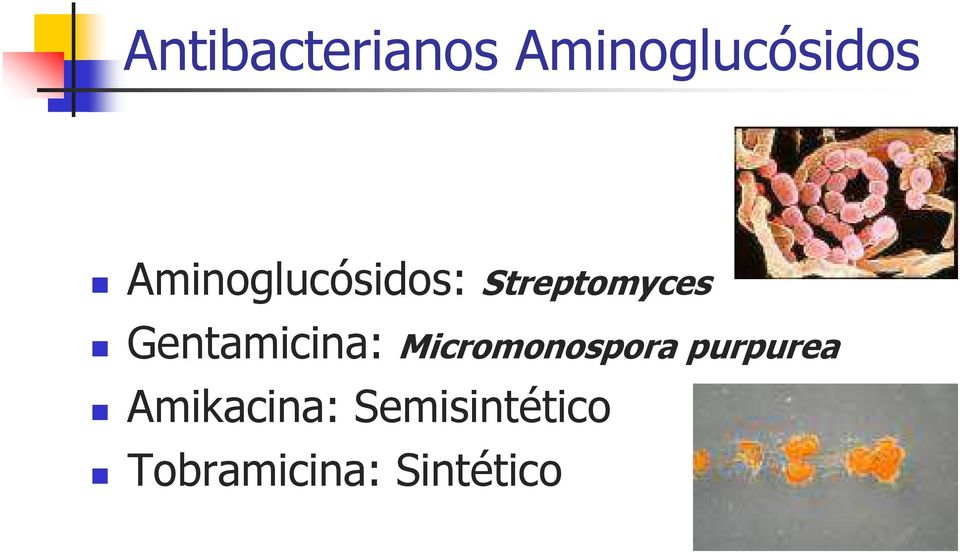 Gentamicina: Micromonospora purpurea