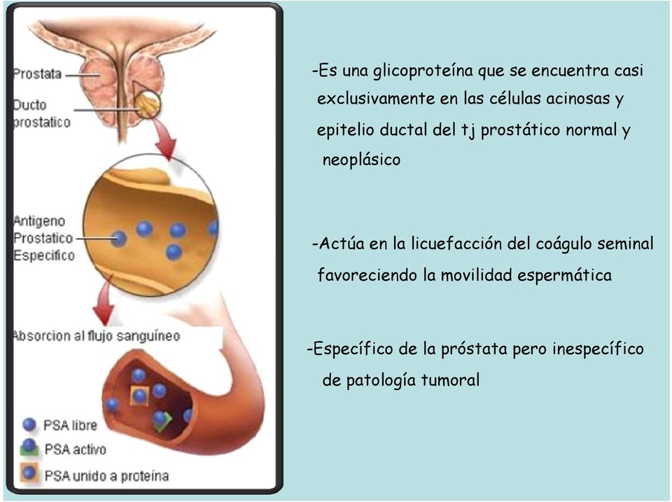 neoplásico -Actúa en la licuefacción del coágulo seminal favoreciendo