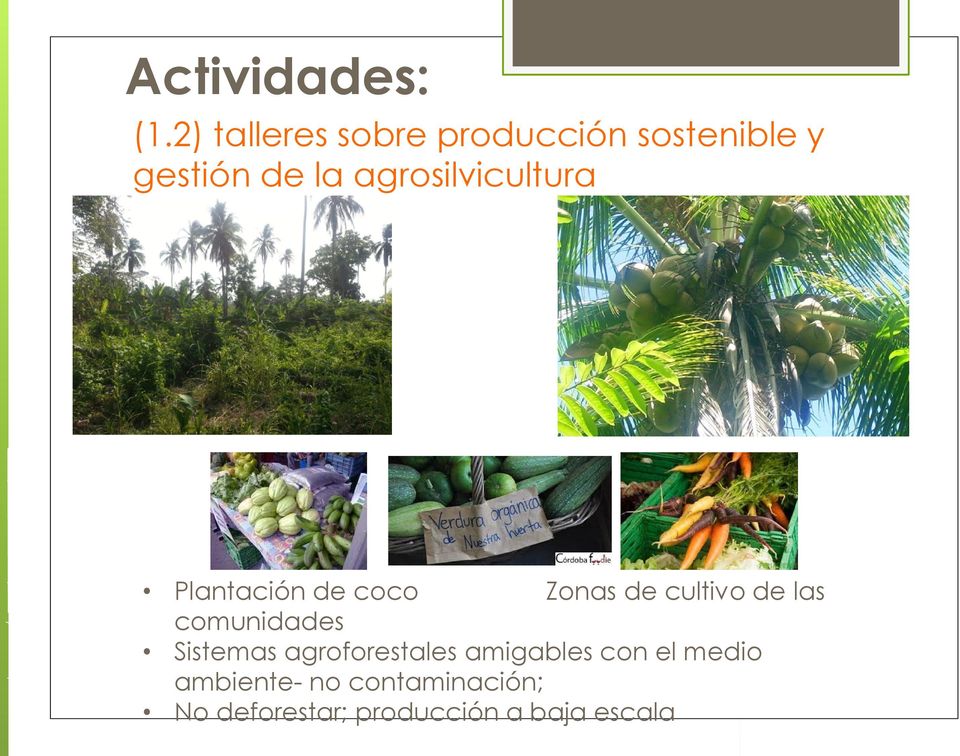 agrosilvicultura Plantación de coco Zonas de cultivo de las