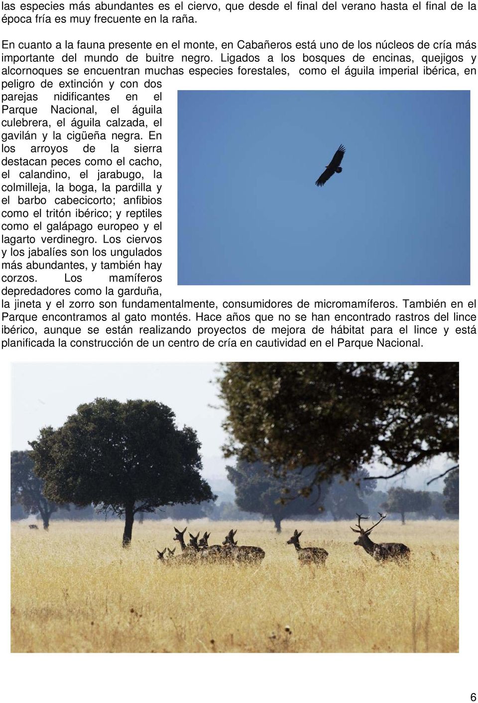 Ligados a los bosques de encinas, quejigos y alcornoques se encuentran muchas especies forestales, como el águila imperial ibérica, en peligro de extinción y con dos parejas nidificantes en el Parque