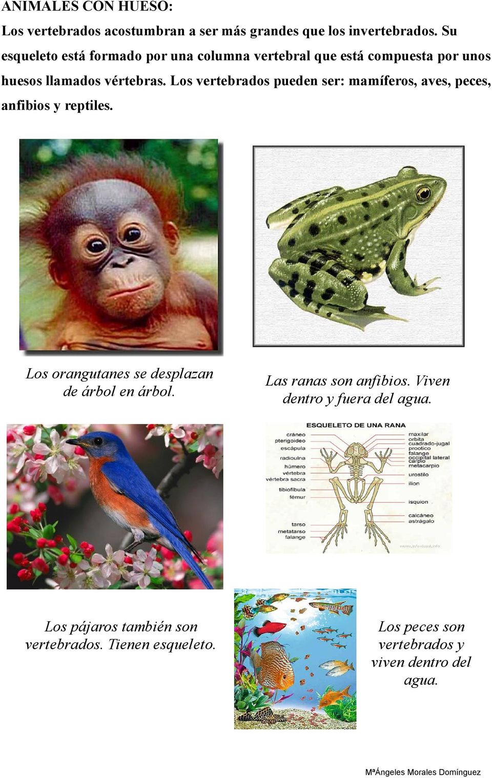 Los vertebrados pueden ser: mamíferos, aves, peces, anfibios y reptiles. Los orangutanes se desplazan de árbol en árbol.