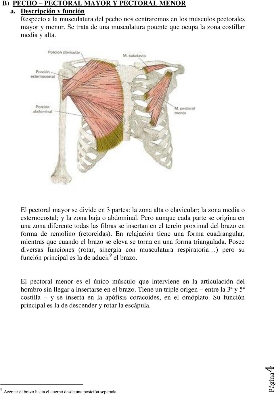 El pectoral mayor se divide en 3 partes: la zona alta o clavicular; la zona media o esternocostal; y la zona baja o abdominal.