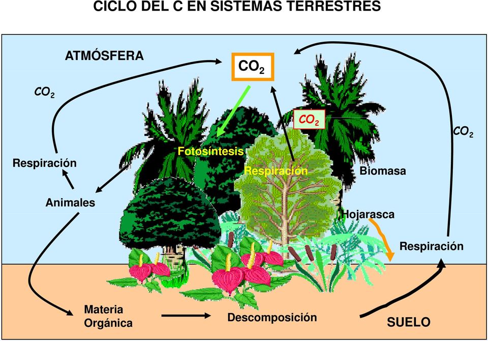 Respiración Biomasa CO 2 Animales Hojarasca