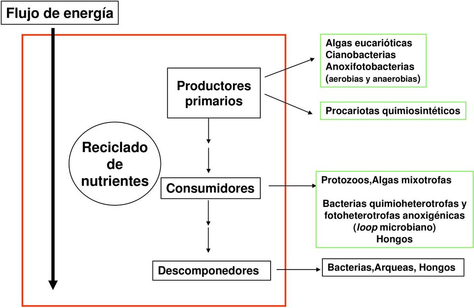 de nutrientes Consumidores Protozoos,Algas mixotrofas Bacterias quimioheterotrofas
