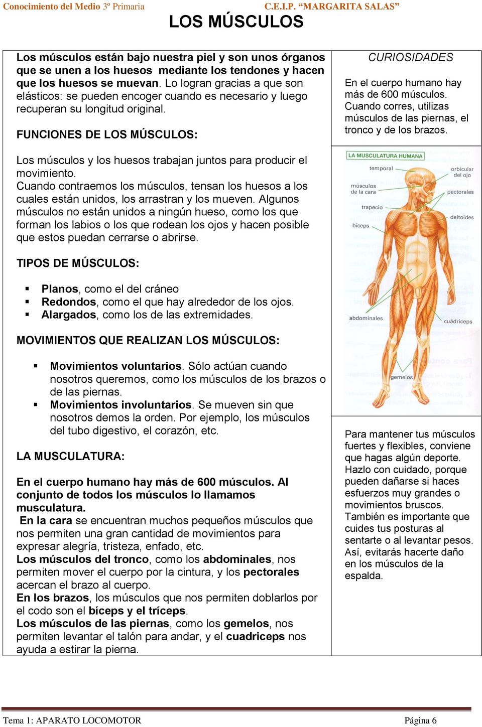 FUNCIONES DE LOS MÚSCULOS: CURIOSIDADES En el cuerpo humano hay más de 600 músculos. Cuando corres, utilizas músculos de las piernas, el tronco y de los brazos.