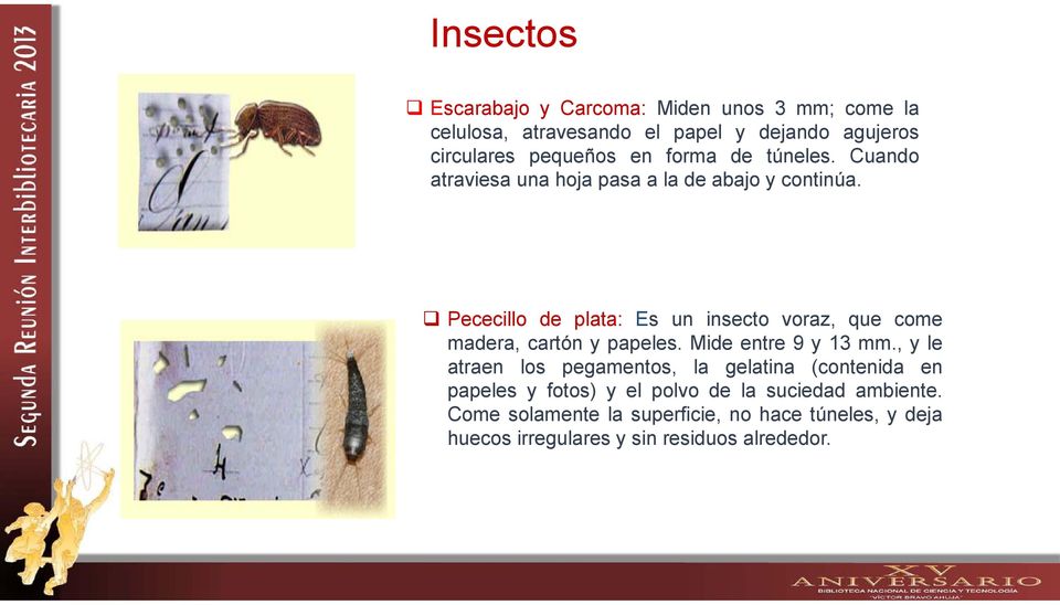 Pececillo de plata: Es un insecto voraz, que come madera, cartón y papeles. Mide entre 9 y 13 mm.