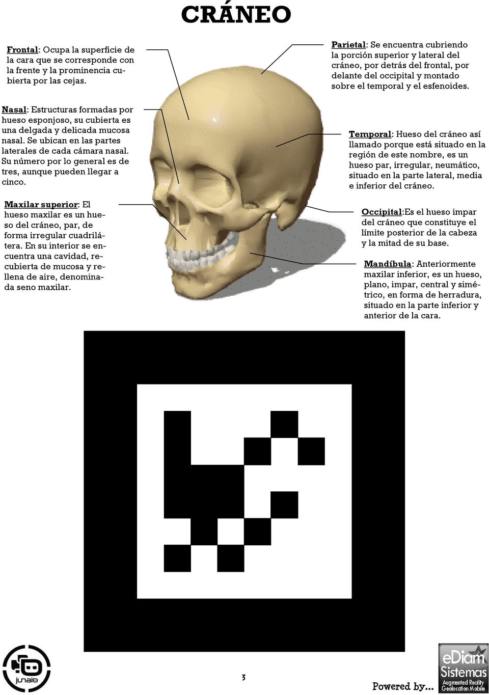 Su número por lo general es de tres, aunque pueden llegar a cinco. Maxilar superior: El hueso maxilar es un hueso del cráneo, par, de forma irregular cuadrilátera.