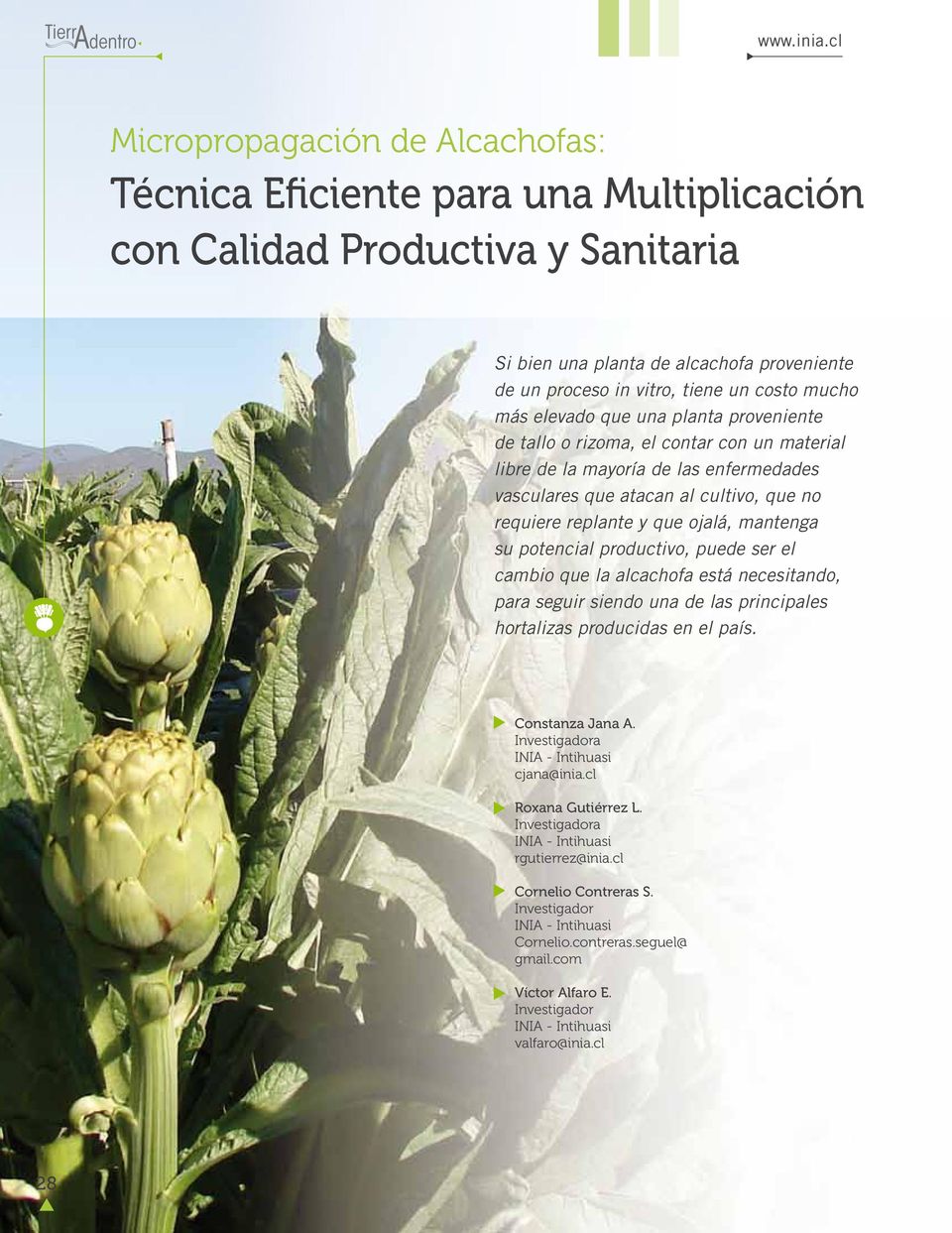 ojalá, mantenga su potencial productivo, puede ser el cambio que la alcachofa está necesitando, para seguir siendo una de las principales hortalizas producidas en el país. Constanza Jana A.