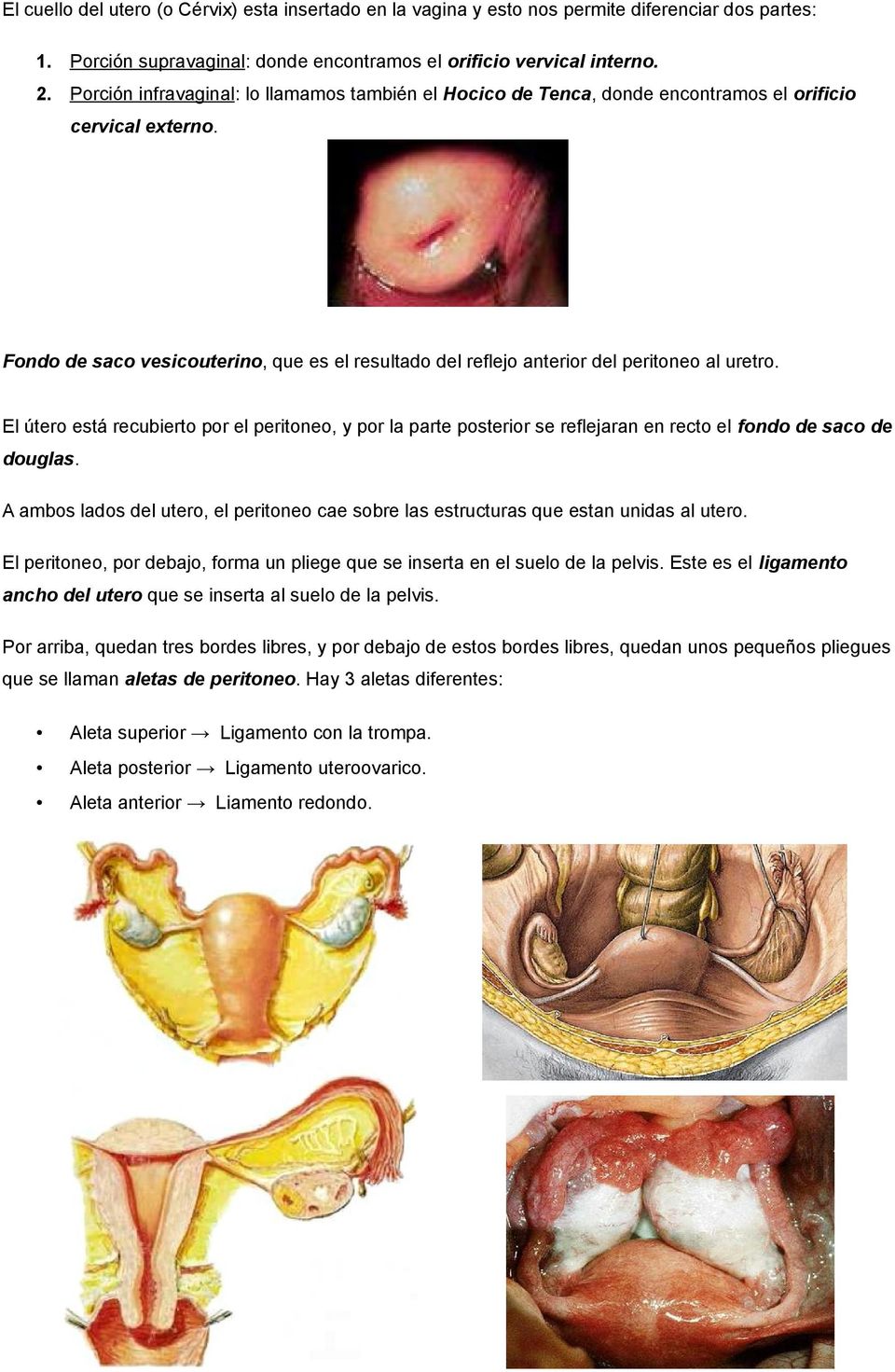 Fondo de saco vesicouterino, que es el resultado del reflejo anterior del peritoneo al uretro.