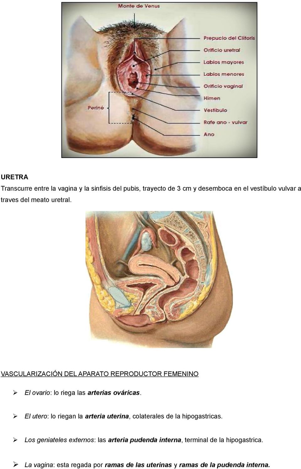 El utero: lo riegan la arteria uterina, colaterales de la hipogastricas.
