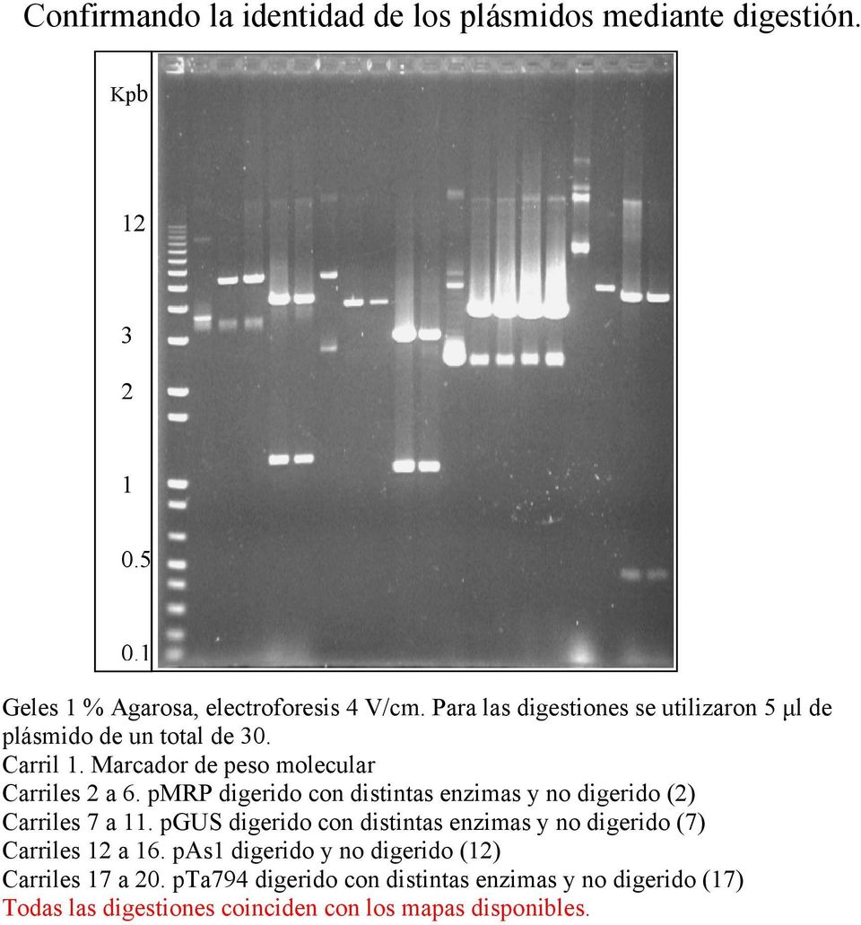 pmrp digerido con distintas enzimas y no digerido (2) Carriles 7 a 11.