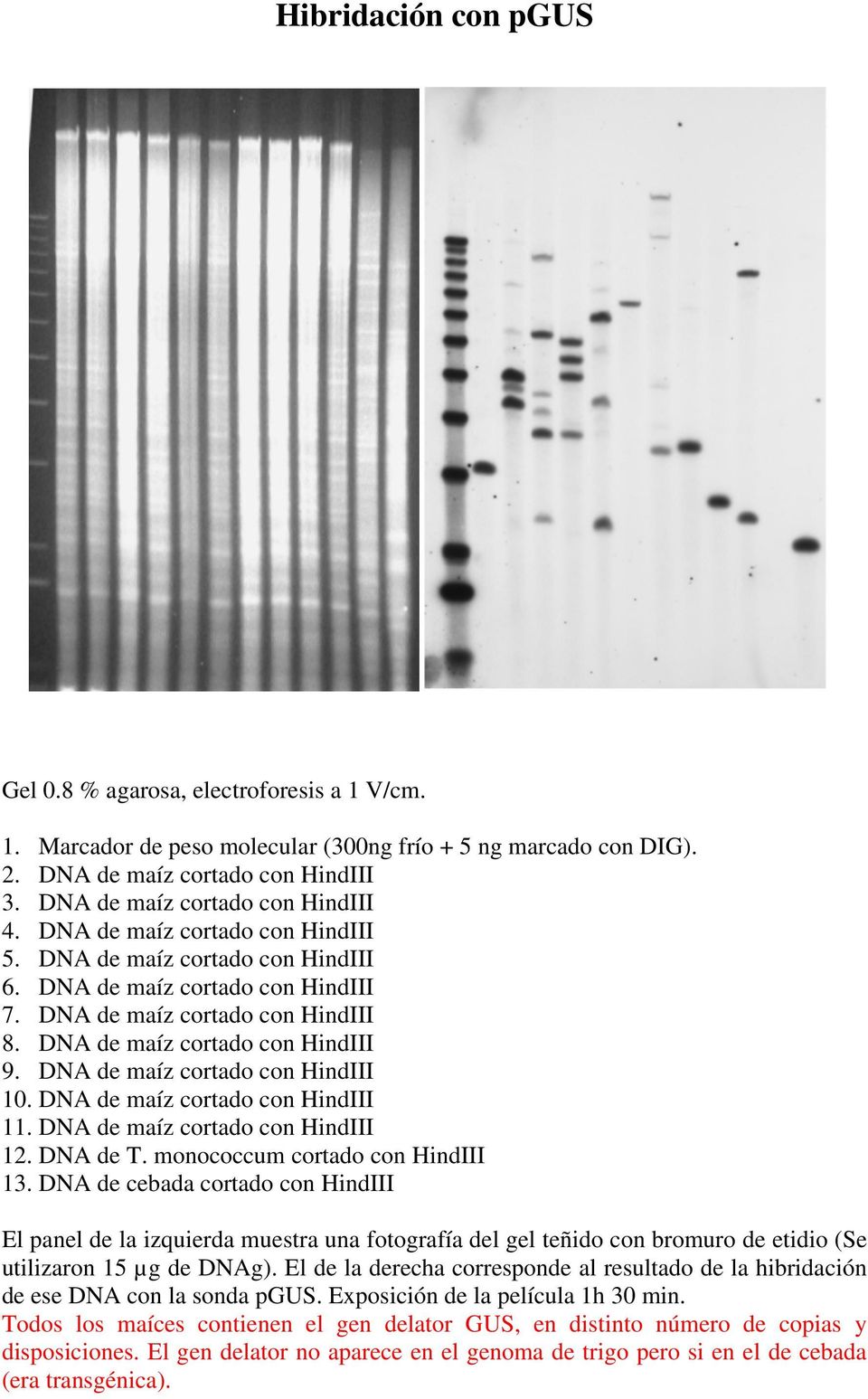 DNA de maíz cortado con HindIII 9. DNA de maíz cortado con HindIII 10. DNA de maíz cortado con HindIII 11. DNA de maíz cortado con HindIII 12. DNA de T. monococcum cortado con HindIII 13.