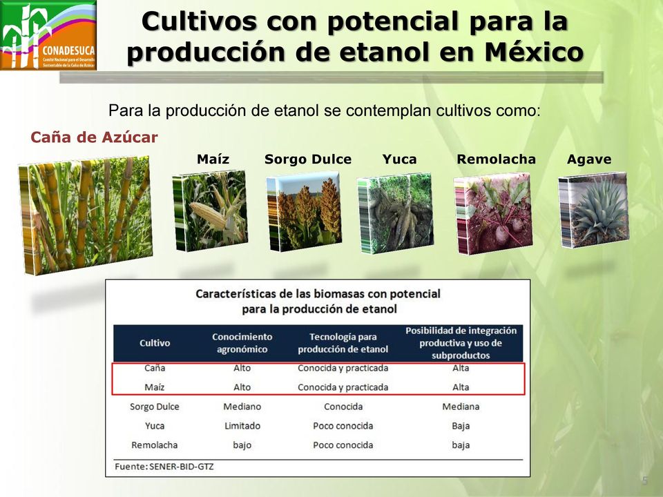 producción de etanol se contemplan cultivos