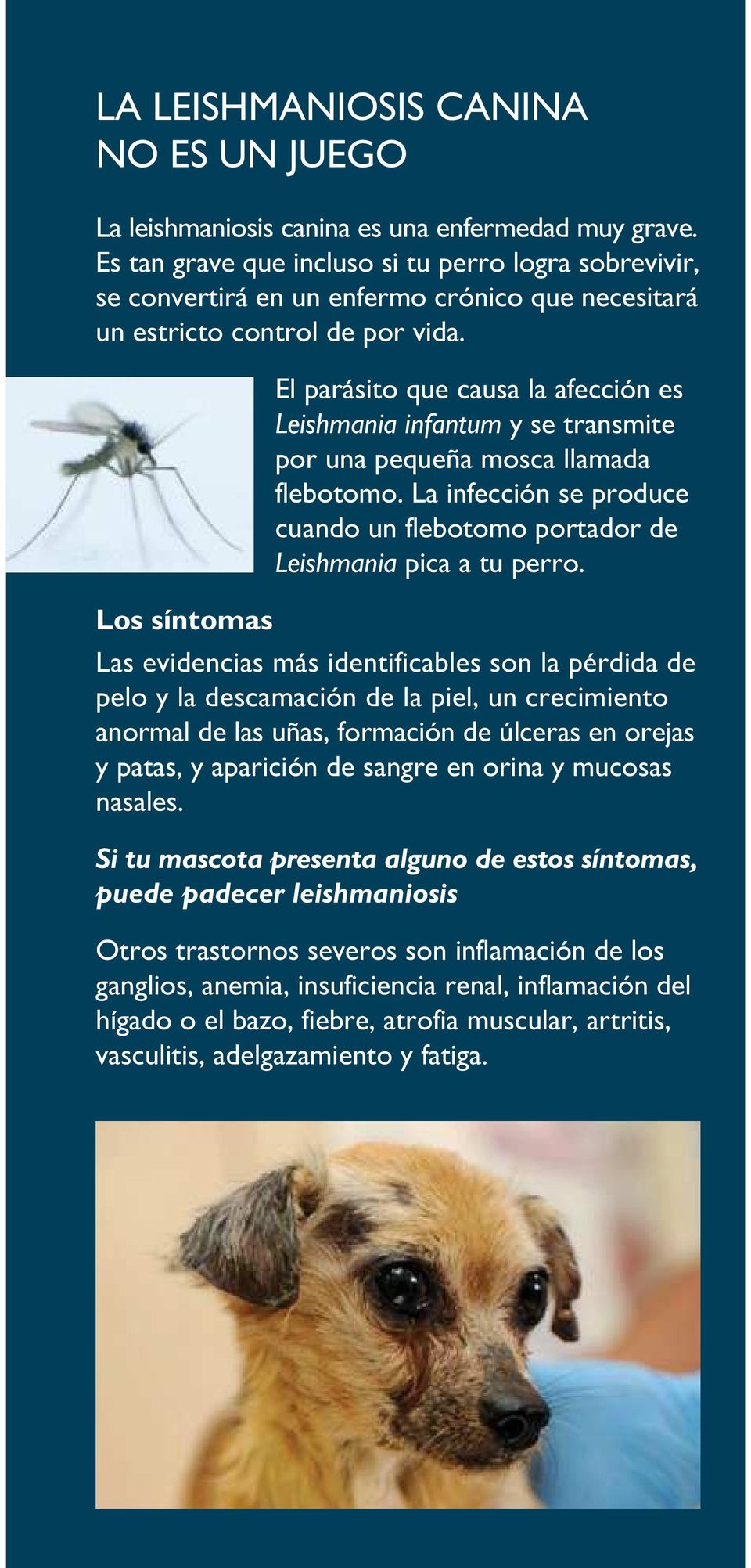 Los síntomas El parásito que causa la afección es Leishmania infantum y se transmite por una pequeña mosca llamada flebotomo.