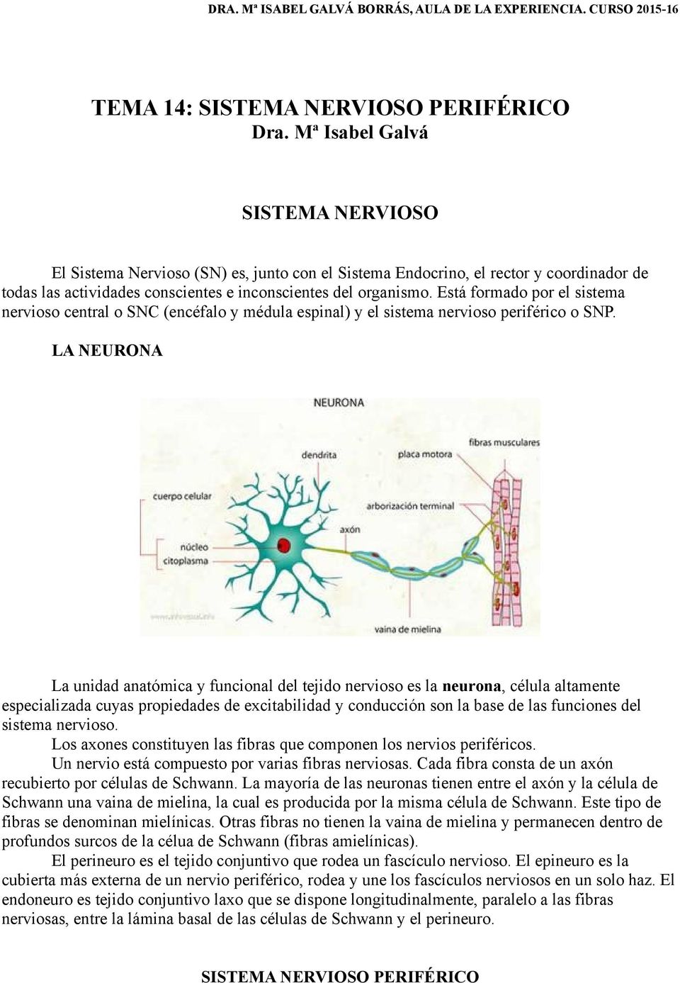 Está formado por el sistema nervioso central o SNC (encéfalo y médula espinal) y el sistema nervioso periférico o SNP.