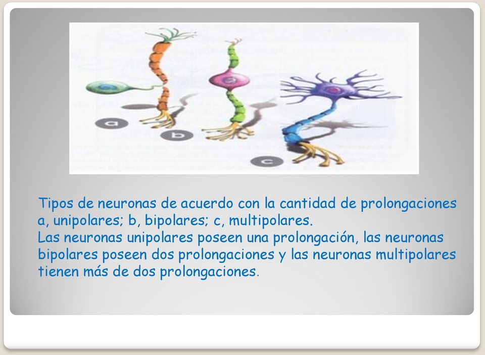 Las neuronas unipolares poseen una prolongación, las neuronas