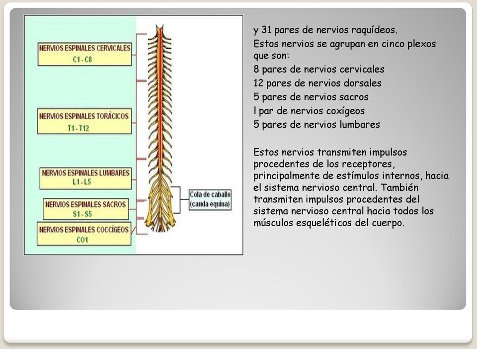 nervios sacros l par de nervios coxígeos 5 pares de nervios lumbares Estos nervios transmiten impulsos procedentes de