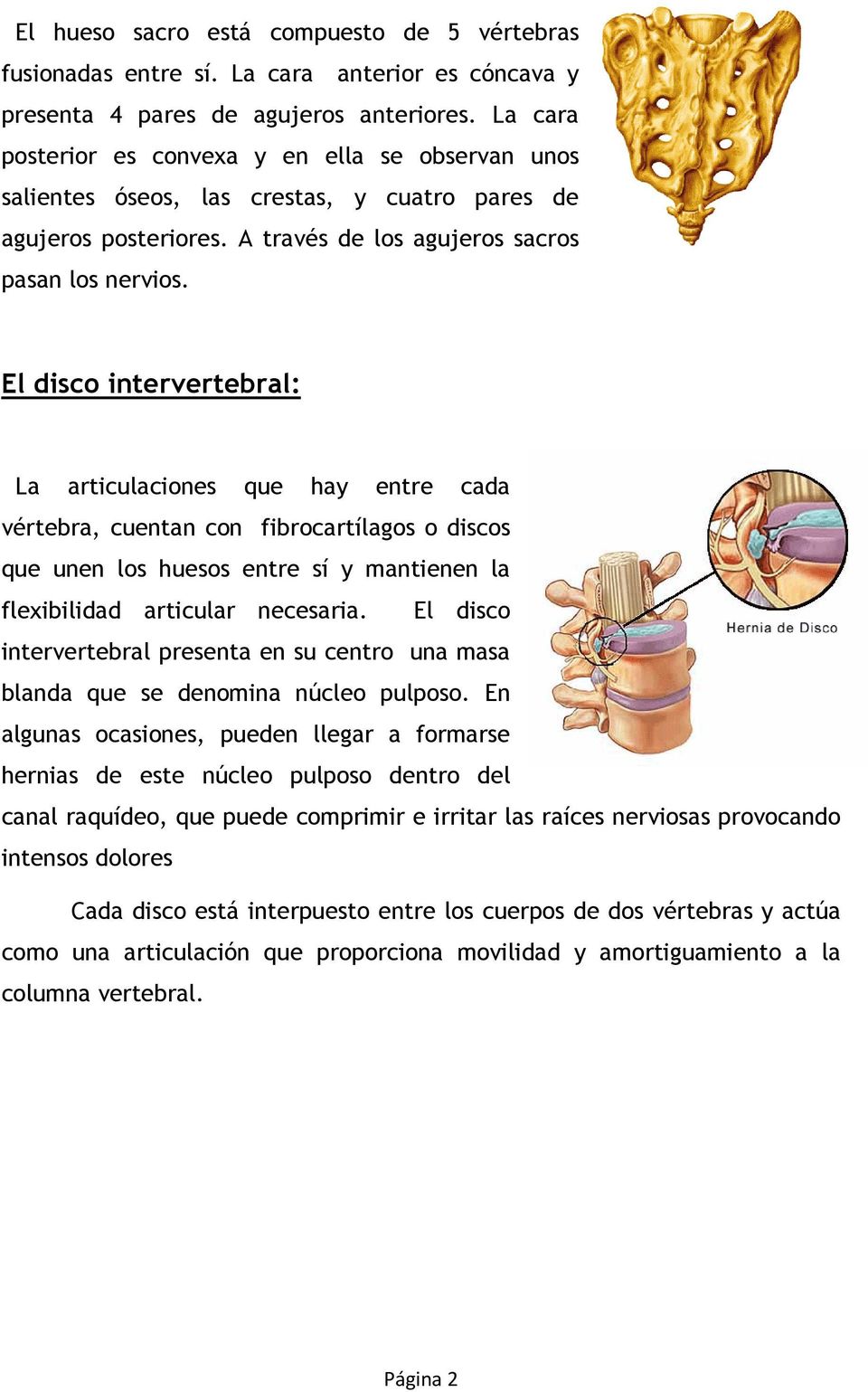 El disco intervertebral: La articulaciones que hay entre cada vértebra, cuentan con fibrocartílagos o discos que unen los huesos entre sí y mantienen la flexibilidad articular necesaria.