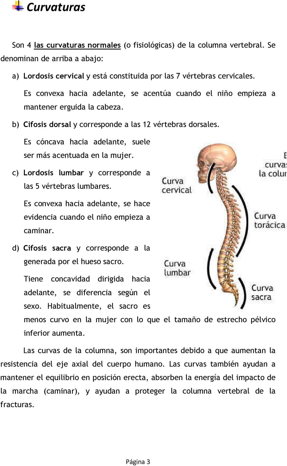 Es cóncava hacia adelante, suele ser más acentuada en la mujer. c) Lordosis lumbar y corresponde a las 5 vértebras lumbares.