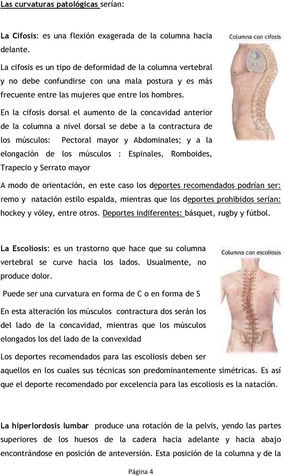 En la cifosis dorsal el aumento de la concavidad anterior de la columna a nivel dorsal se debe a la contractura de los músculos: Pectoral mayor y Abdominales; y a la elongación de los músculos :