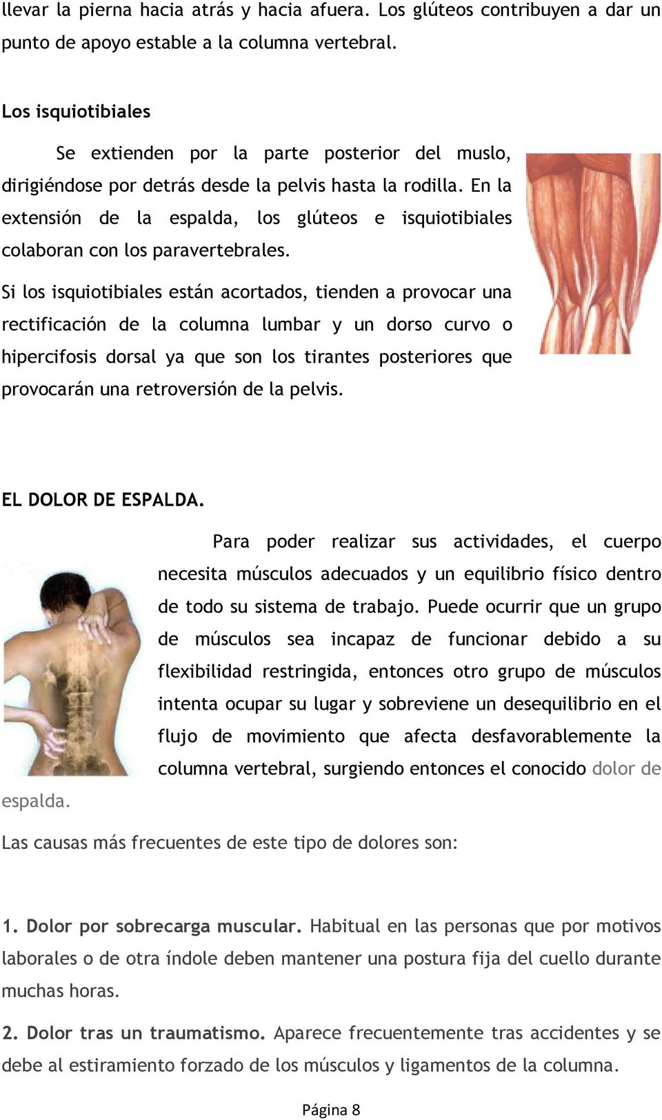 En la extensión de la espalda, los glúteos e isquiotibiales colaboran con los paravertebrales.