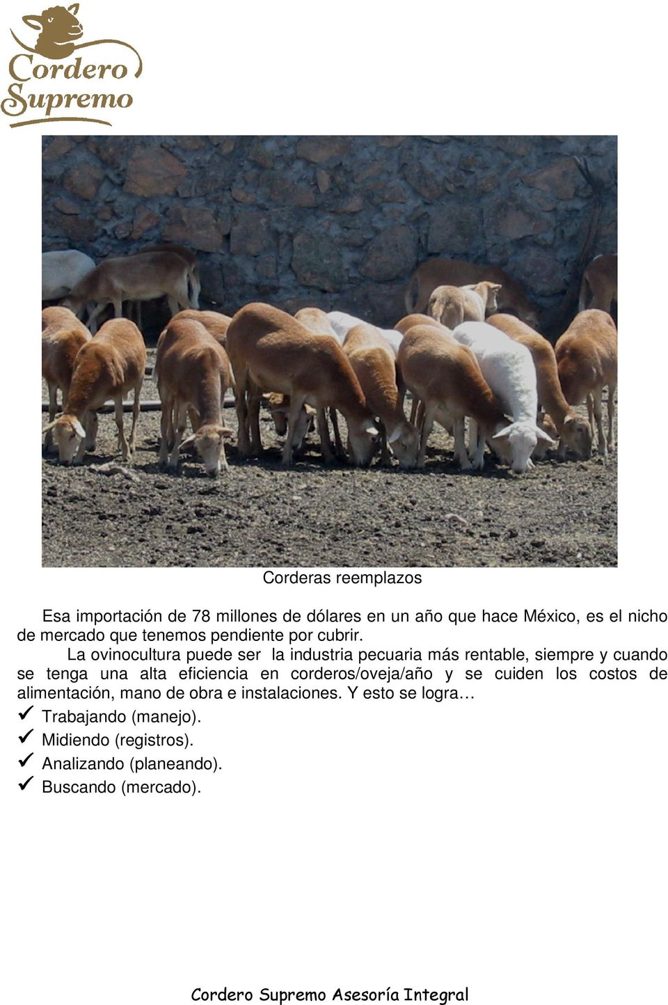 La ovinocultura puede ser la industria pecuaria más rentable, siempre y cuando se tenga una alta eficiencia en