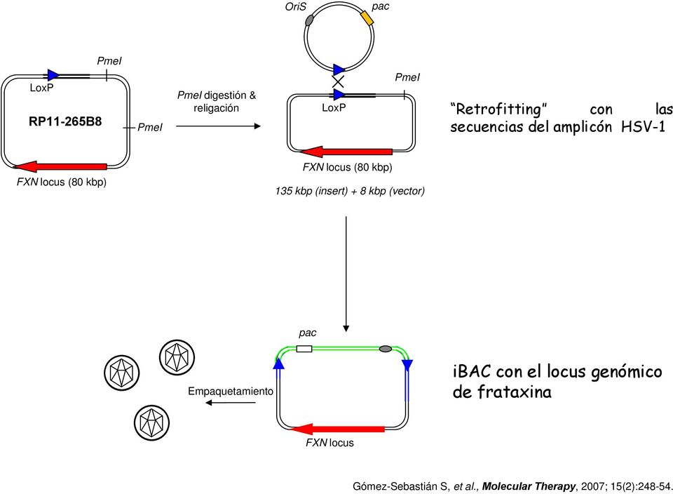 + 8 kbp (vector) pac ris Empaquetamiento ibac con el locus genómico de frataxina FXN