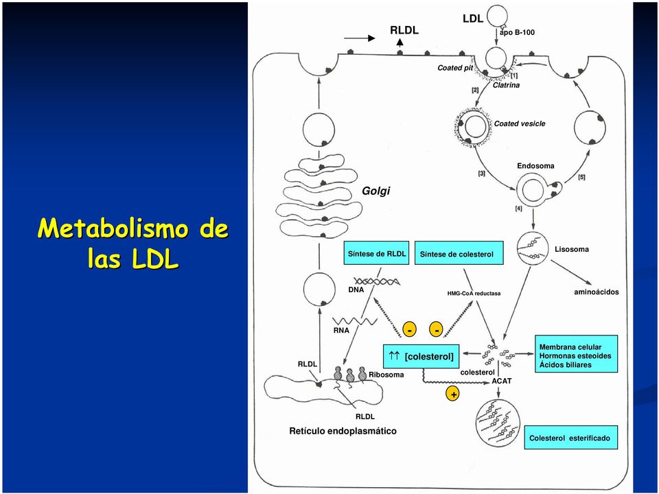aminoácidos RNA - - RLDL Ribosoma [colesterol] + colesterol ACAT Membrana celular