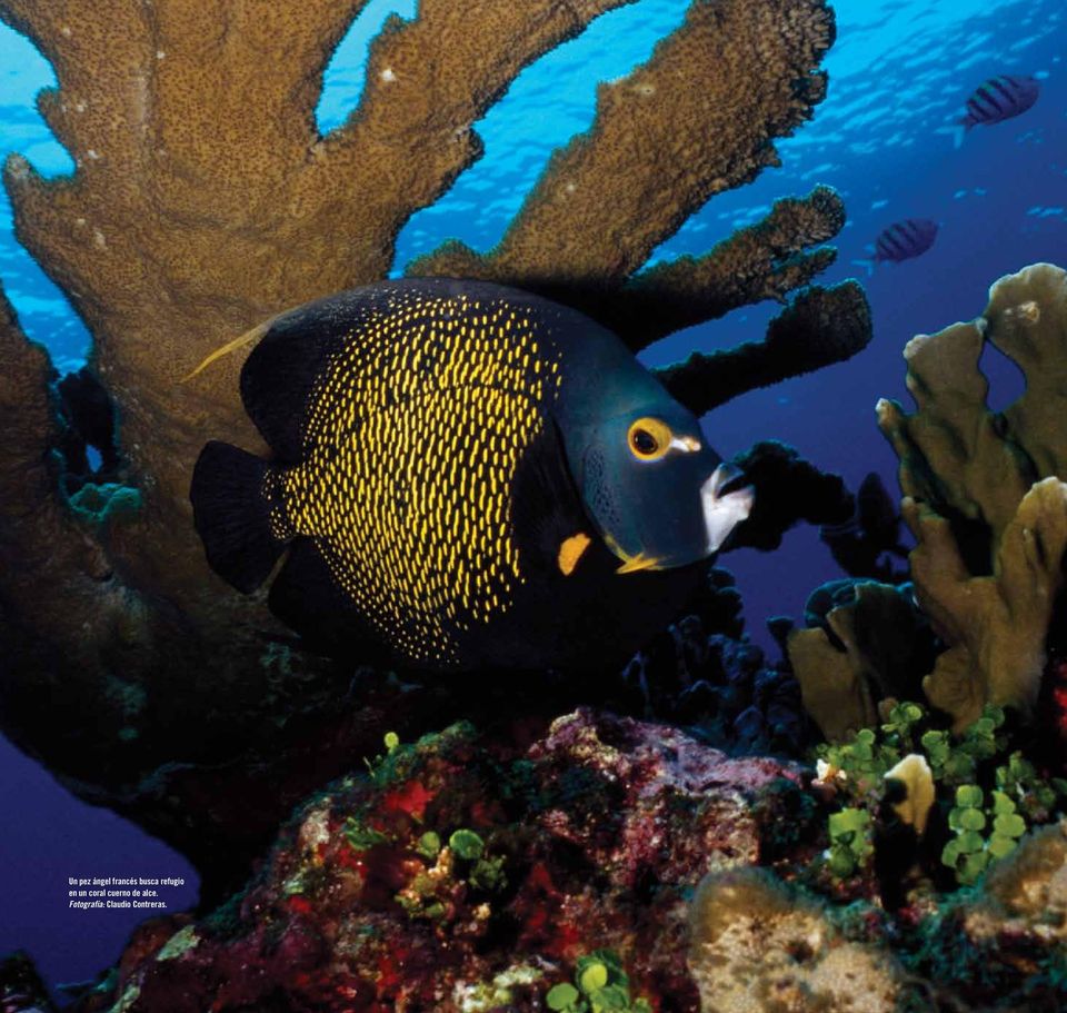 coral cuerno de alce.