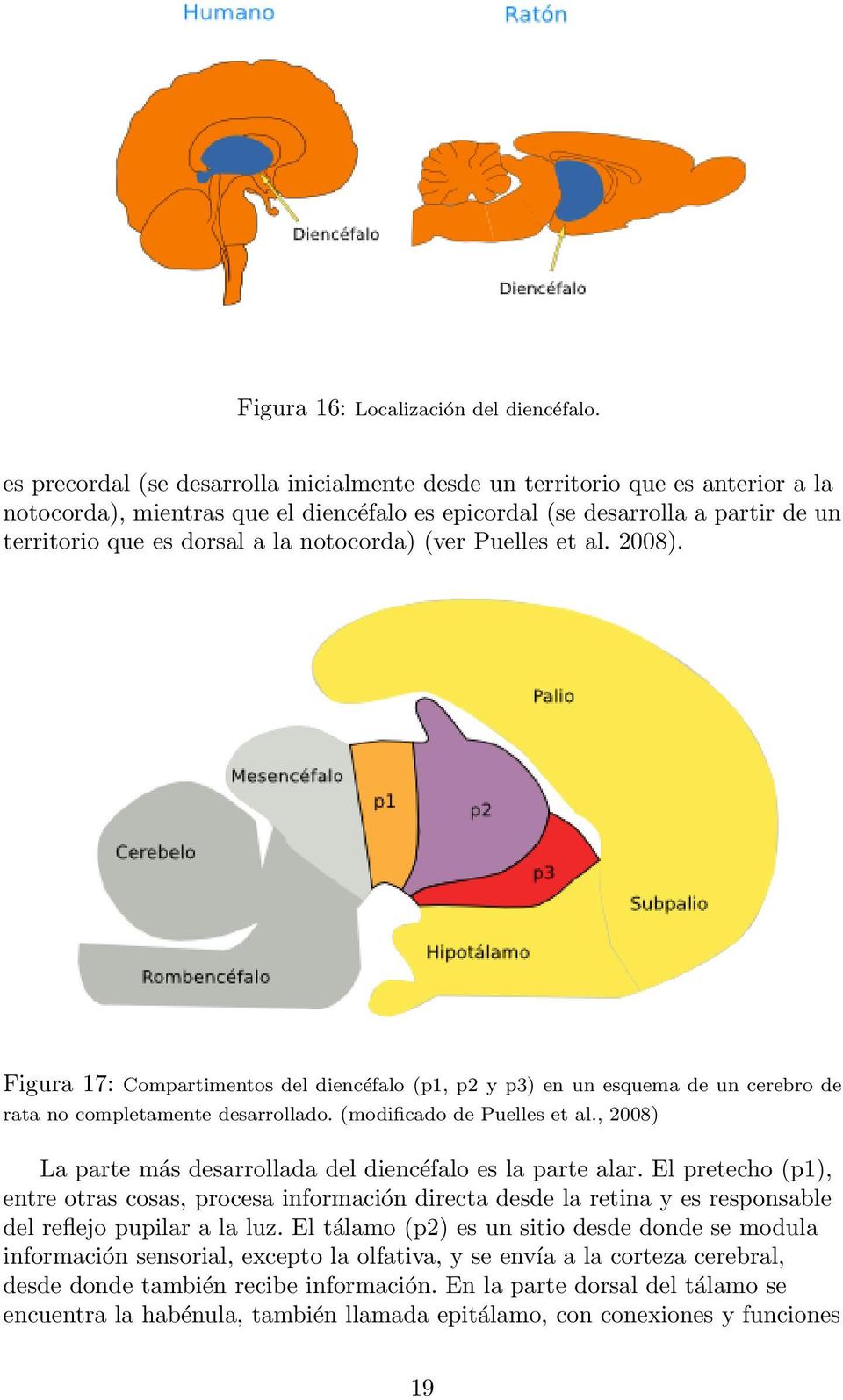 notocorda) (ver Puelles et al. 2008). Figura 17: Compartimentos del diencéfalo (p1, p2 y p3) en un esquema de un cerebro de rata no completamente desarrollado. (modificado de Puelles et al.