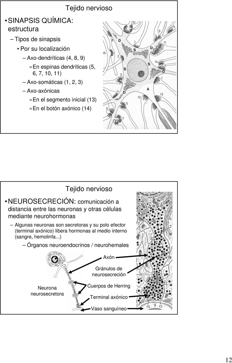 neuronas y otras células mediante neurohormonas Algunas neuronas son secretoras y su polo efector (terminal axónico) libera hormonas al medio interno