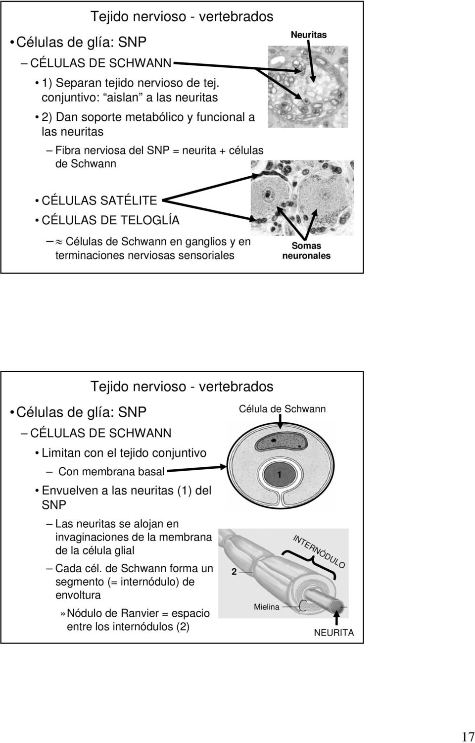 TELOGLÍA Células de Schwann en ganglios y en terminaciones nerviosas sensoriales Somas neuronales Células de glía: SNP CÉLULAS DE SCHWANN Limitan con el tejido conjuntivo Con