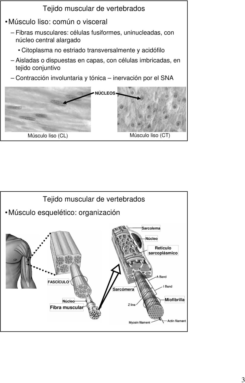 tejido conjuntivo Contracción involuntaria y tónica inervación por el SNA NÚCLEOS Músculo liso (CL) Músculo liso (CT) Tejido