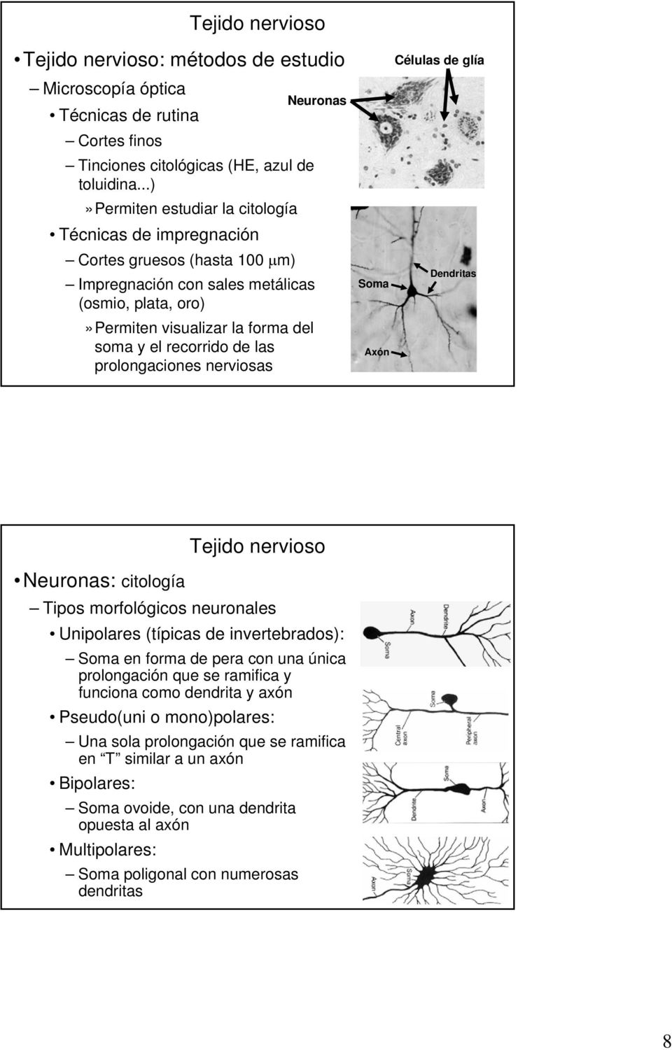 las prolongaciones nerviosas Células de glía Dendritas Soma Axón Tejido nervioso Neuronas: citología Tipos morfológicos neuronales Unipolares (típicas de invertebrados): Soma en forma de pera con una
